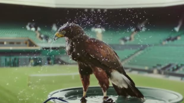 Rufus the Hawk